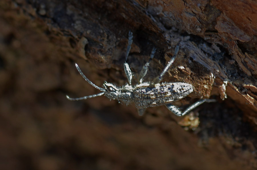 Rhagium inquisitor